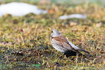 Turdus pilaris, Fieldfare.