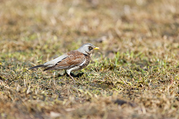 Turdus pilaris, Fieldfare.