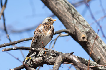 Turdus pilaris, Fieldfare.