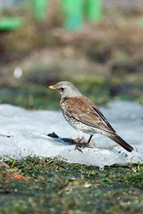 Turdus pilaris, Fieldfare.
