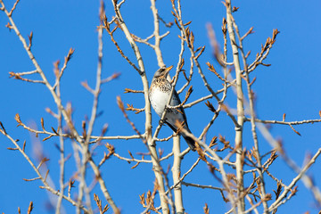 Turdus pilaris, Fieldfare.