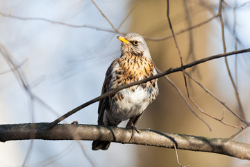 Turdus pilaris, Fieldfare.