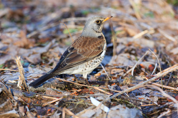Fototapeta premium Turdus pilaris, Fieldfare.