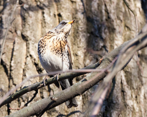 Turdus pilaris, Fieldfare.