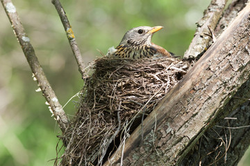Turdus pilaris, Fieldfare.