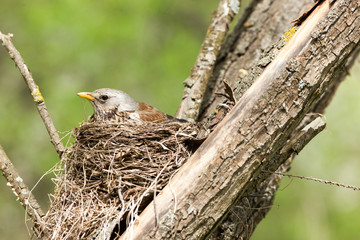 Turdus pilaris, Fieldfare.