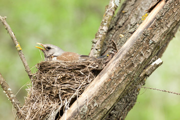 Turdus pilaris, Fieldfare.