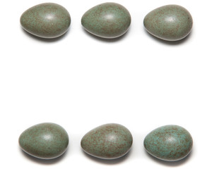 Turdus pilaris, Fieldfare.