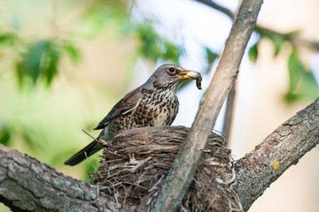 Turdus pilaris, Fieldfare.