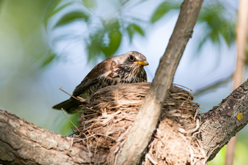 Turdus pilaris, Fieldfare.