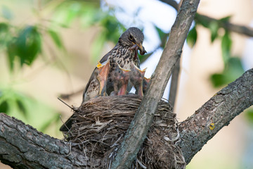 Turdus pilaris, Fieldfare.