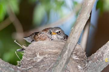 Turdus pilaris, Fieldfare.