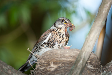 Turdus pilaris, Fieldfare.