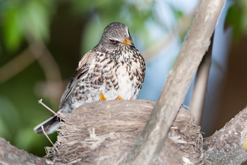Turdus pilaris, Fieldfare.