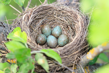 Turdus pilaris, Fieldfare.
