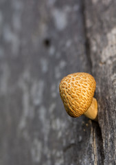 Sobresalir del tronco