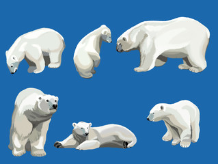 polar bears