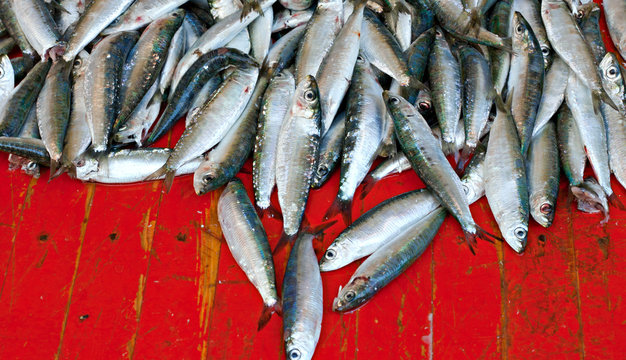 Various Freshly Caught Fish On Sale