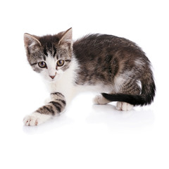 Obraz premium Striped with white a kitten.