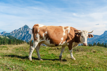 Fototapeta na wymiar One mottled cow standing in a meadow