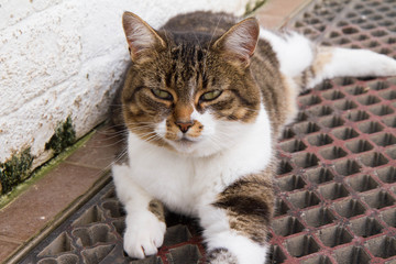 Fototapeta na wymiar Cat with green eyes