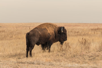 Bison