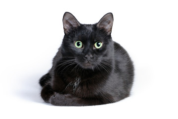 Black cat lying on a white background, looking at camera
