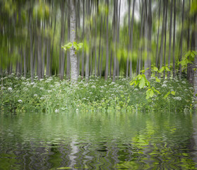 green grove reflected on water