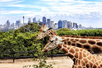 Fotobehang Australië Sy CBD Taronga 2 Giraffes