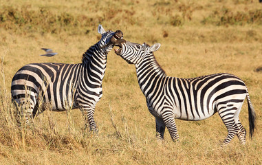 Fototapeta na wymiar kämpfende Zebras