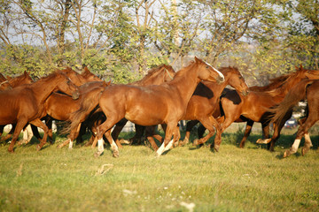 Naklejka na ściany i meble .Batch of beautiful horses running across on pasturage