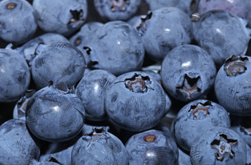 Fresh group of blueberries