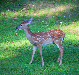 Young fawn
