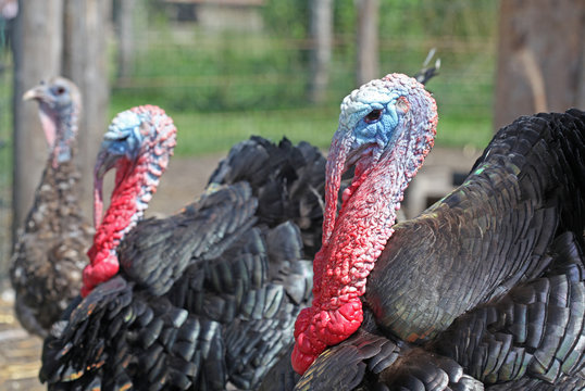 Dangerous black adult turkey is getting angry