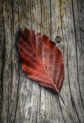 Autumn Leaf On Wooden Background