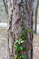 Ivy on a tree