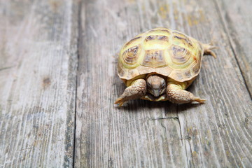 Turtle