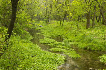 Creek In Woods