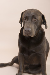 Chocolate Labrador sitting.