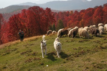 Naklejka premium Transcarpathian pastures in autumn