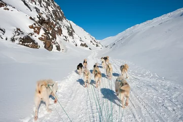 Foto auf Acrylglas Dog sledding tour in Tasiilaq, Greenland © ykumsri