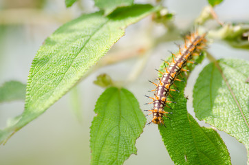 Nature of the worm