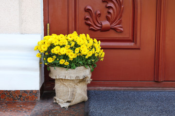 Flowers in pot on wooden door background