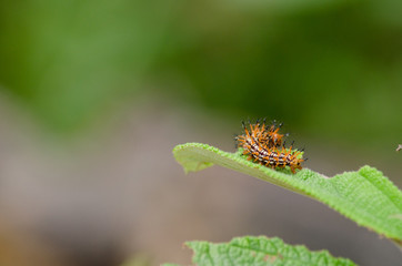 Nature of the worm