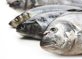 Fresh fish isolated on white