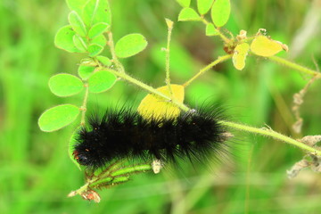 Black woolly worm, it becomes pretty butterfly.