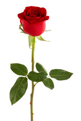 Obraz premium Beautiful red rose isolated on white