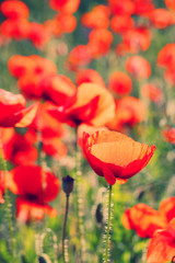 Obraz premium Meadow with beautiful bright red poppy flowers in spring