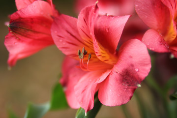 Fototapeta na wymiar Pink Peruvian Lilies
