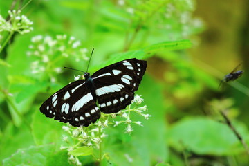 Butterflies of Thailand